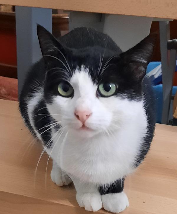 Silvestro miciotto di 9 mesi  Foto 3